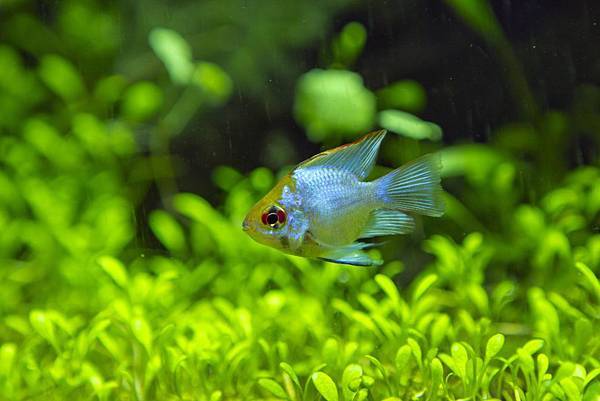 霓虹寶藍圓球荷蘭鳳凰_2 霓虹寶藍圓球荷蘭鳳凰_2