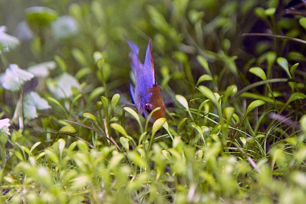 霓虹寶藍圓球荷蘭鳳凰_3 霓虹寶藍圓球荷蘭鳳凰_3