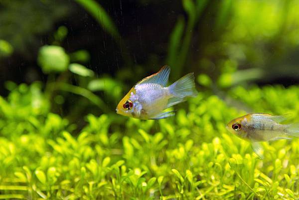 霓虹寶藍圓球荷蘭鳳凰_4