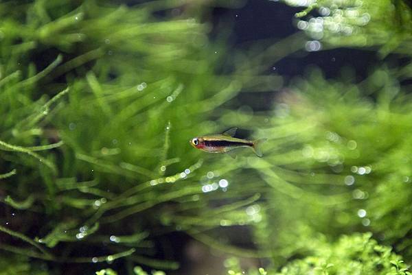 火靈燈_2 火靈燈_2