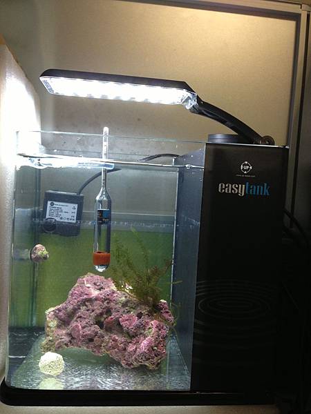 放入活石和硝化菌 放入活石和硝化菌