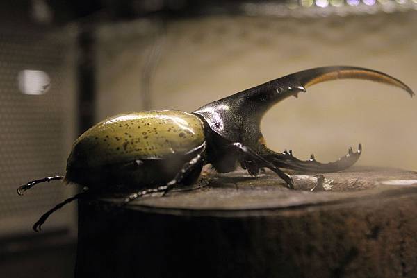 IMG_2337.JPG IMG_2337.JPG