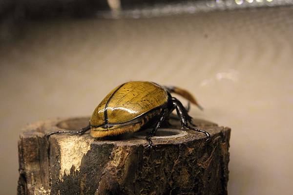 IMG_2339.JPG IMG_2339.JPG