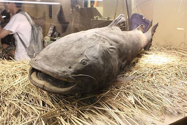 IMG_2340.JPG IMG_2340.JPG