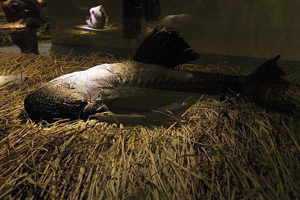 IMG_2345.JPG IMG_2345.JPG