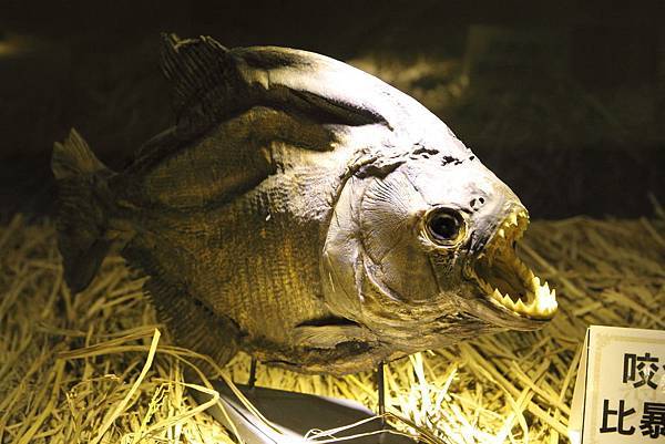 IMG_2353.JPG IMG_2353.JPG