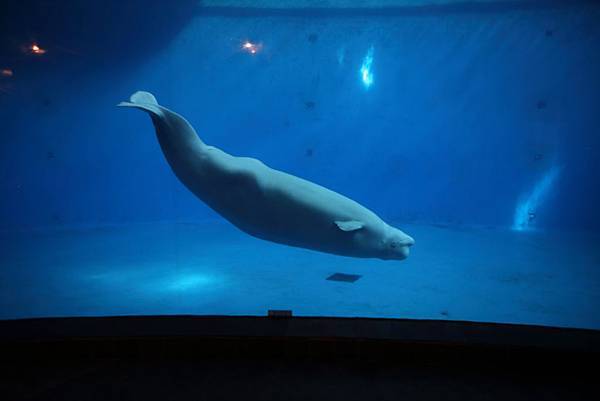 IMG_8954.JPG IMG_8954.JPG