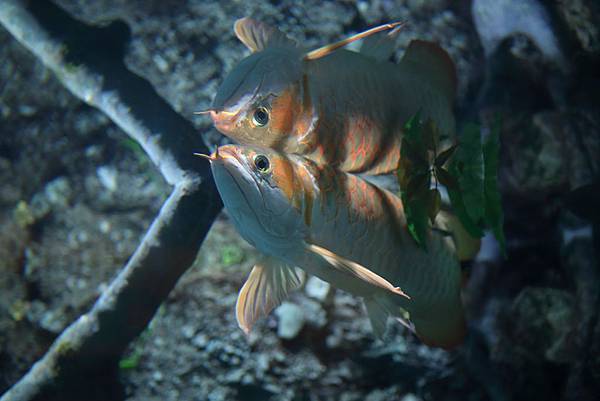 IMG_8972.JPG IMG_8972.JPG