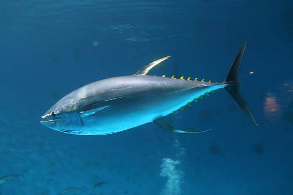 IMG_9082.JPG IMG_9082.JPG