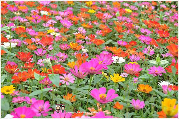 DSC_6999 DSC_6999