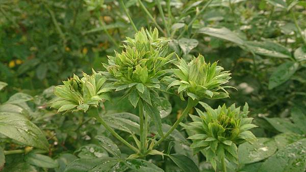 新生公園﹣玫瑰園 新生公園﹣玫瑰園