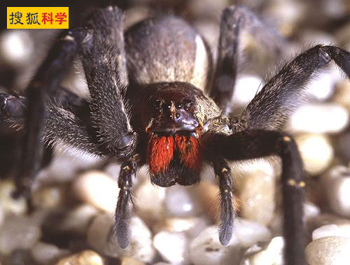 巴西漫遊蜘蛛.jpg 巴西漫遊蜘蛛.jpg