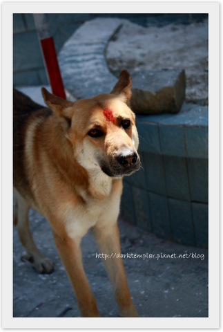 1009 The Blood Dog.jpg 1009 The Blood Dog.jpg