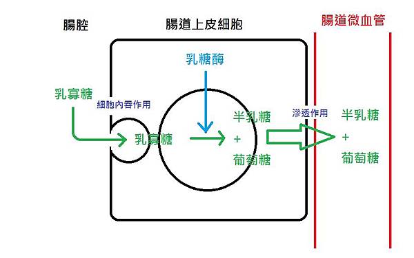 有袋類乳糖消化