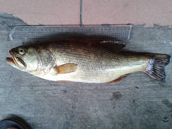 IMG_20120812_135450 IMG_20120812_135450