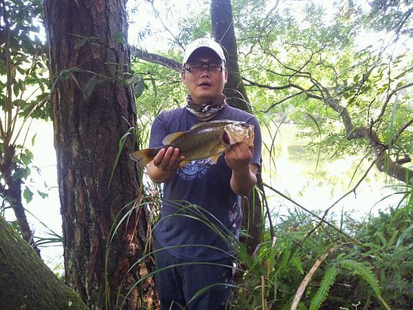 野生紀錄鱸 野生紀錄鱸