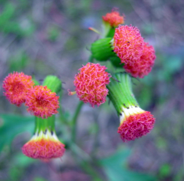 DSCN6898.jpg DSCN6898.jpg