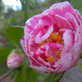 camellia.10.jpg