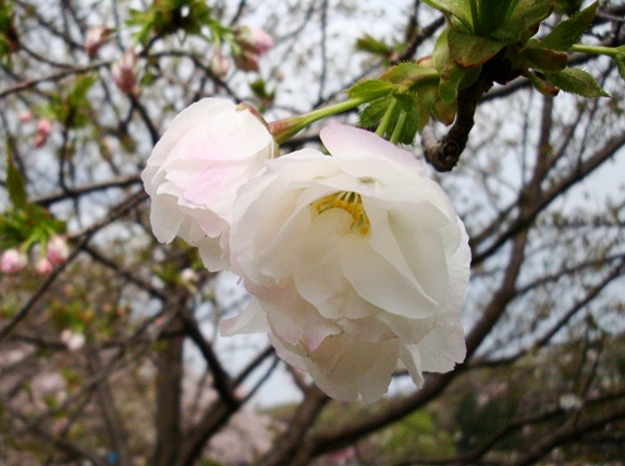 20110410 009.jpg 20110410 009.jpg