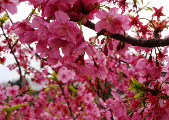 20110410 008.jpg 20110410 008.jpg