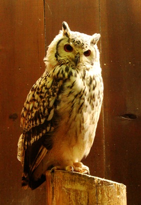 20110505 005.jpg 20110505 005.jpg