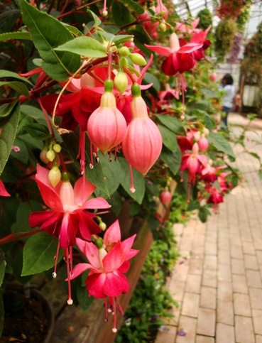 20110505 011.jpg 20110505 011.jpg