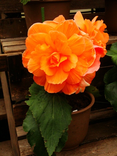 20110505 015.jpg 20110505 015.jpg