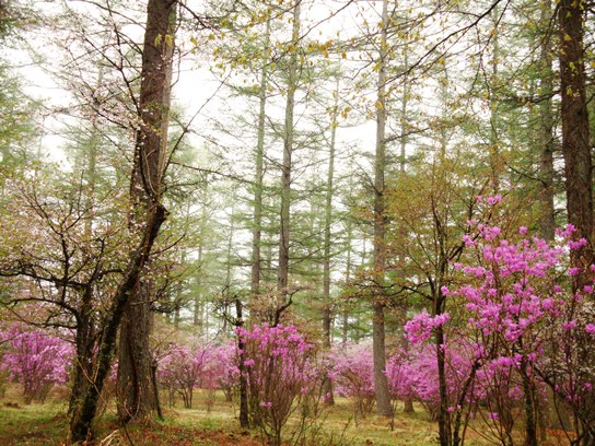 20110505 032.jpg 20110505 032.jpg