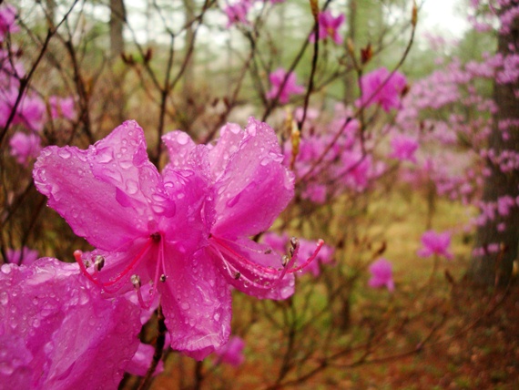 20110505 033.jpg 20110505 033.jpg