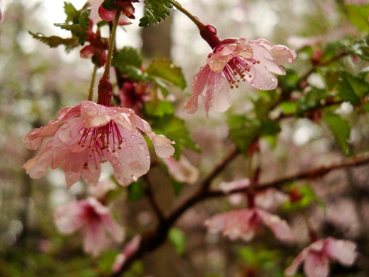 20110505 034.jpg 20110505 034.jpg