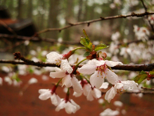 20110505 035.jpg 20110505 035.jpg
