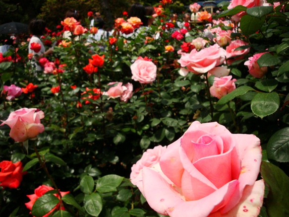 20110521 002.jpg 20110521 002.jpg