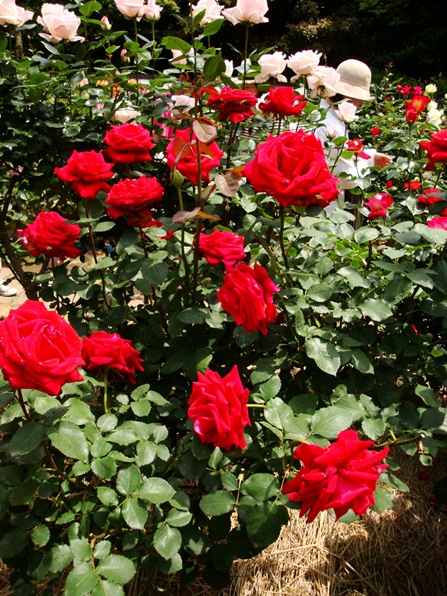 20110521 007.jpg 20110521 007.jpg