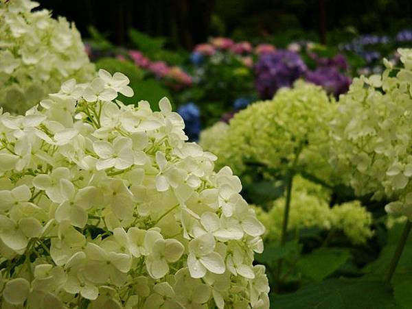 20110618 004.jpg 20110618 004.jpg