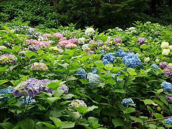 20110618 005.jpg 20110618 005.jpg