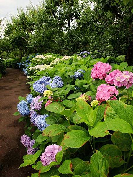20110618 000.jpg 20110618 000.jpg