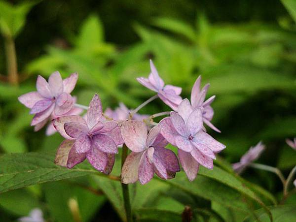 20110618 007.jpg 20110618 007.jpg