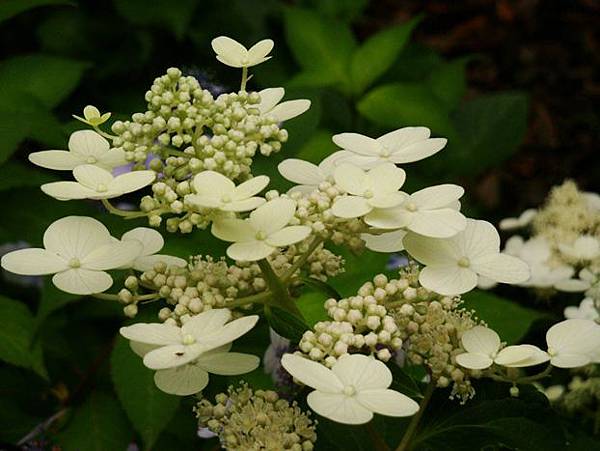 20110618 013.jpg 20110618 013.jpg