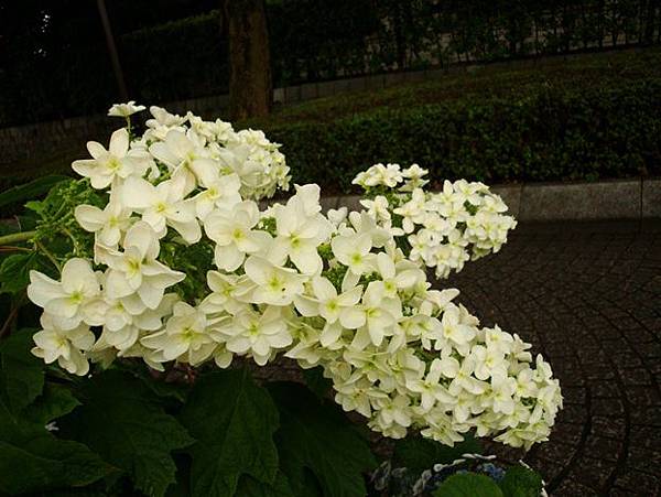20110618 014.jpg 20110618 014.jpg