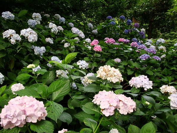 20110702 102.jpg 20110702 102.jpg