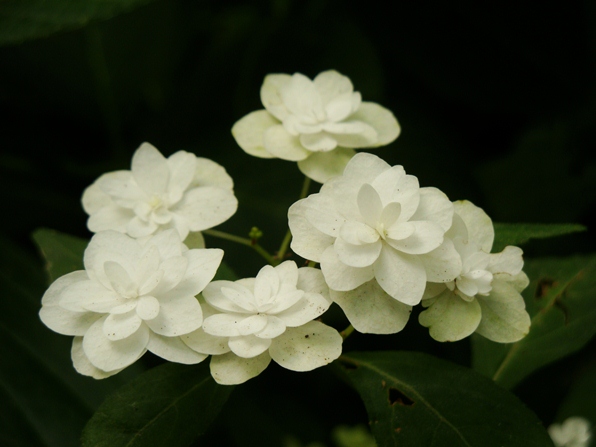 20110702 106.jpg 20110702 106.jpg