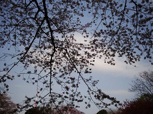 20110410 006.jpg 20110410006.jpg