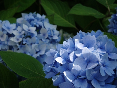 20100816 004.JPG 20100816 004.JPG