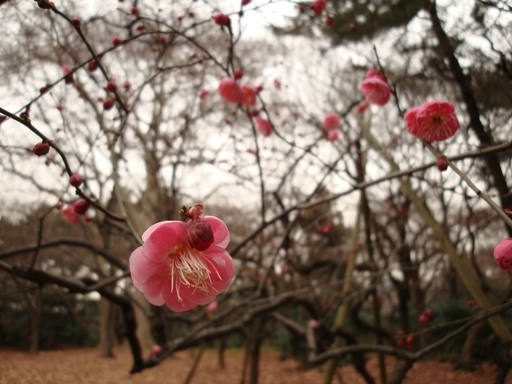 20110115 008.JPG 20110115 008.JPG