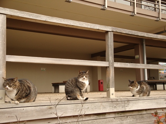 20110115 004.JPG 20110115 004.JPG