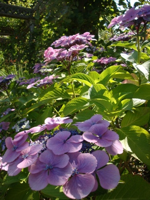 20100816 005.JPG 20100816 005.JPG