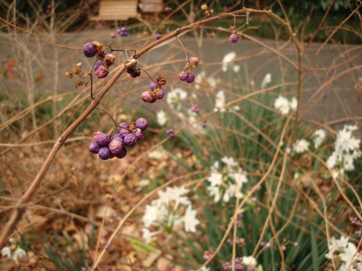 20110115 012.JPG 20110115 012.JPG