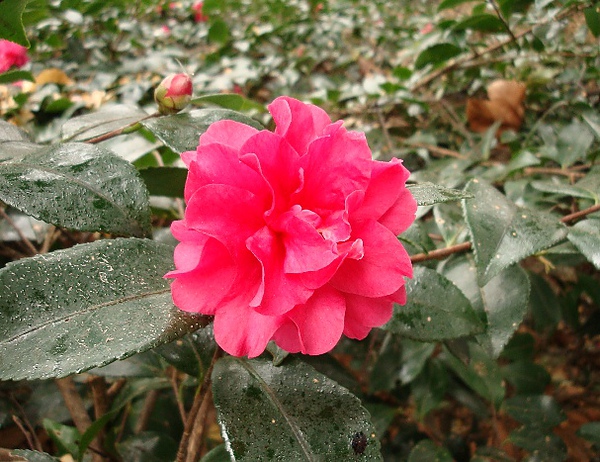 20110115 007.JPG 20110115 007.JPG