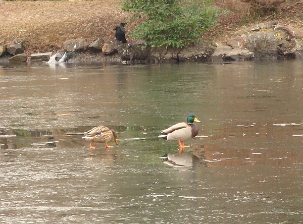20110115 003.JPG 20110115 003.JPG