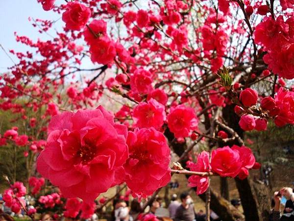 20110410 012.jpg 20110410 012.jpg